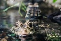 Lincoln Park Zoo - Baby Alligator / Crocodile Royalty Free Stock Photo