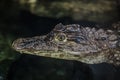 Lincoln Park Zoo - Baby Alligator / Crocodile Royalty Free Stock Photo