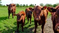 Inquisitive cows and calves. Royalty Free Stock Photo