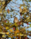 Lincoln`s Sparrow resting Royalty Free Stock Photo