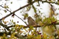 Lincoln`s Sparrow resting Royalty Free Stock Photo