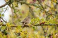 Lincoln`s Sparrow resting Royalty Free Stock Photo