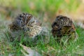 Lincoln\'s sparrows sleeping in the green lawn grass in the morning