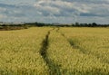 Ripening wheat in field