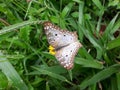 Linda Rhopalocera photographed in Brazil.