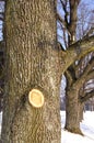 Linden alley in winter and cut tree branch wound