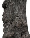 Linden bark with large burls
