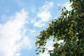 Linden blossom background on the blue sky