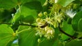 Linden blossom and bee.