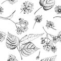 Linden Blossom Hand Drawn Seamless Pattern With Flower, Lives And Branch In Black Color On White Background. Retro Vintage Graphic