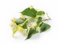 Linden blossom Royalty Free Stock Photo