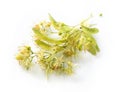 Linden blossom Royalty Free Stock Photo