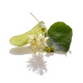 Linden blossom isolated on white background. Lime tree in bloom. Medicinal plant, flowers used for herbal teas and tinctures