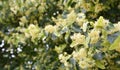 Linden Blossom Panorama, Linden Frowers Royalty Free Stock Photo