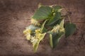 Linden blossom Royalty Free Stock Photo