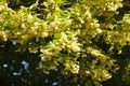 Linden blossoms. Linder tree with linden flowers in spring Royalty Free Stock Photo