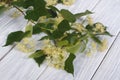 Linden blossoms on a wooden board