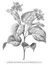 Linden botanical vintage illustration black and white clip art