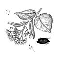 Linden branch drawing. Vector lime tree flower