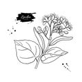 Linden branch drawing. Vector sketch of herb