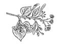 Linden branch engraving vector illustration