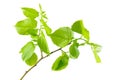 Linden branch with fresh, young green leaves isolated on white background Royalty Free Stock Photo