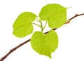 Linden branch with leaflets Royalty Free Stock Photo