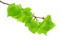 Linden branch with leaflets Royalty Free Stock Photo