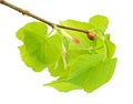 Linden branch with leaflets and bud Royalty Free Stock Photo