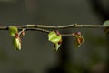 A linden branch with new green leaves and buds in spring Royalty Free Stock Photo