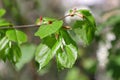 Linden branch in the spring. Vegetable background. Royalty Free Stock Photo