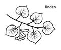 Linden branch vector line icons. Nature and ecology. Isolated collection of linden branch on white background. Royalty Free Stock Photo