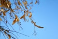 Linden branches against the background of a clear blue sky, branches with dry leaves, winter is coming Royalty Free Stock Photo