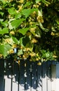 Linden branches covered with medicinal and honey flowers