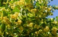 Linden branches covered with medicinal and honey flowers