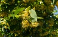 Linden branches covered with medicinal and honey flowers