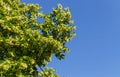 Linden branches covered with medicinal and honey flowers