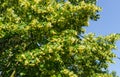 Linden branches covered with medicinal and honey flowers