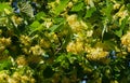 Linden branches covered with medicinal and honey flowers