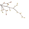 Linden branches with swollen buds on isolated white background