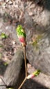 Linden bud, embryonic shoot. Macro view tree branch buds, soft background. spring time concept. Royalty Free Stock Photo