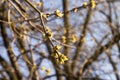 Linden buds, the first fragrant flowers will appear soon