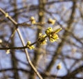 Linden buds, the first fragrant flowers will appear soon