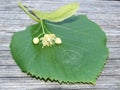 Linden flower Royalty Free Stock Photo