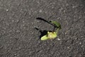 Linden flower on the asphalt, a sense of helplessness