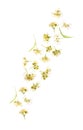 Linden flower falling Royalty Free Stock Photo