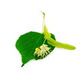 Linden flower with leaf Royalty Free Stock Photo