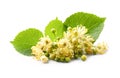 Linden flower on white backgrounds . Royalty Free Stock Photo