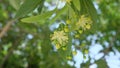 Linden flower, yellow Royalty Free Stock Photo