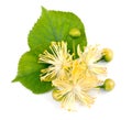 Linden flowers Royalty Free Stock Photo